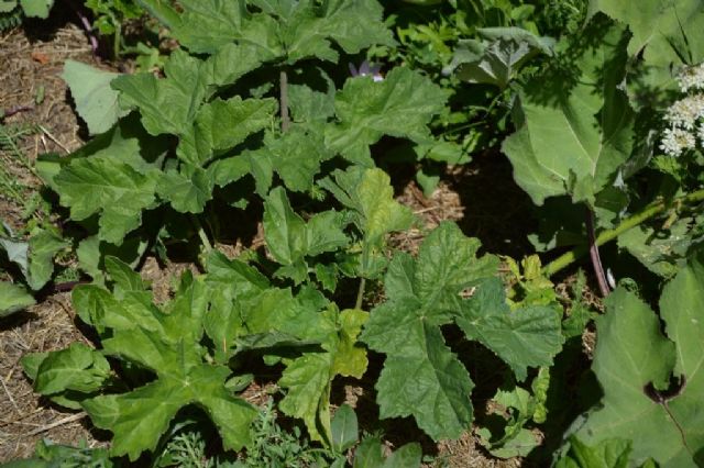 Heracleum sphondylium